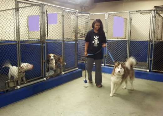 Photo by <br />
<b>Notice</b>:  Undefined index: user in <b>/home/www/activeuser/data/www/vaplace.com/core/views/default/photos.php</b> on line <b>128</b><br />
. Picture for Dog Wash Doggie Daycare & Boarding NYC in New York City, New York, United States - Point of interest, Establishment