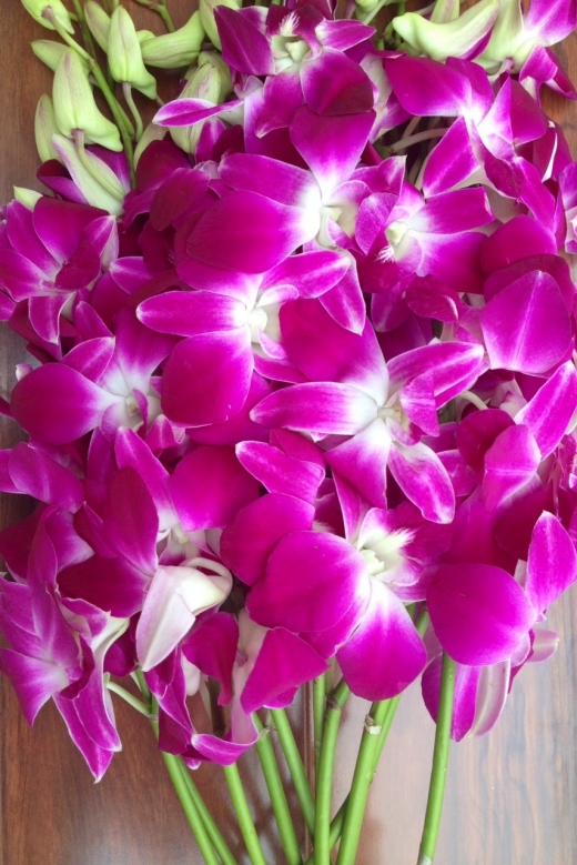 Photo by Orchids Unlimited for Orchids Unlimited