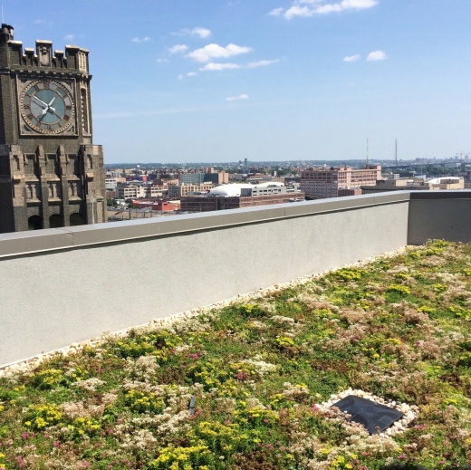 Brooklyn Greenroof LLC in Kings County City, New York, United States - #1 Photo of Point of interest, Establishment, General contractor