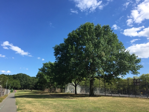 Alley Athletic Playground in Hollis City, New York, United States - #2 Photo of Point of interest, Establishment, Park