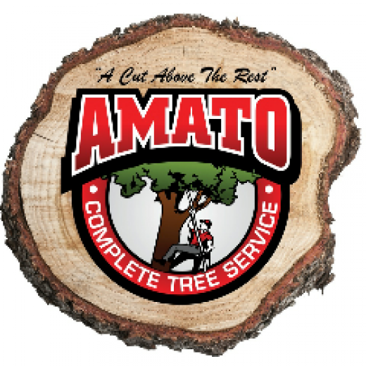 Amato Tree Services LLC in Union City, New Jersey, United States - #3 Photo of Point of interest, Establishment, General contractor
