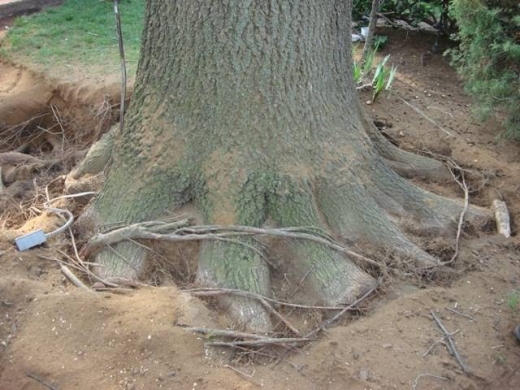 The Tree Wise Men in Rockville Centre City, New York, United States - #4 Photo of Point of interest, Establishment