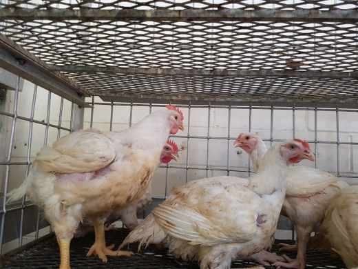 Photo by <br />
<b>Notice</b>:  Undefined index: user in <b>/home/www/activeuser/data/www/vaplace.com/core/views/default/photos.php</b> on line <b>128</b><br />
. Picture for Halal Life Poultry in Kings County City, New York, United States - Food, Point of interest, Establishment, Store