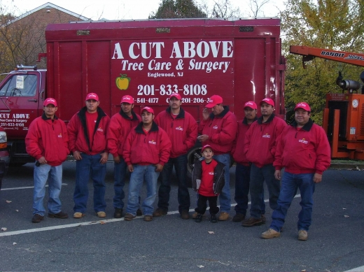 A Cut Above Tree Care & Service in Demarest City, New Jersey, United States - #4 Photo of Point of interest, Establishment