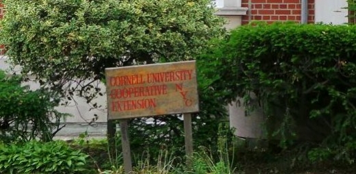 Cornell University in Brooklyn City, New York, United States - #2 Photo of Point of interest, Establishment, University