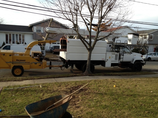 Mike's Complete Tree Services in East Rockaway City, New York, United States - #2 Photo of Point of interest, Establishment