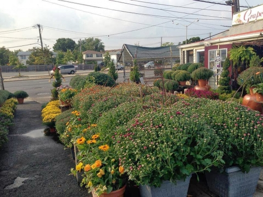 Grapevine Garden & Floral in Staten Island City, New York, United States - #4 Photo of Point of interest, Establishment, Store, Florist