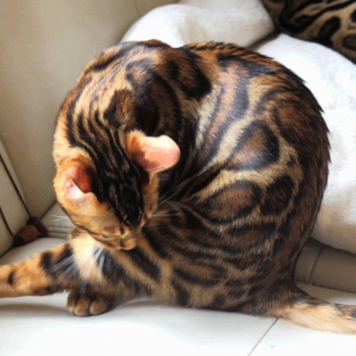 Photo by <br />
<b>Notice</b>:  Undefined index: user in <b>/home/www/activeuser/data/www/vaplace.com/core/views/default/photos.php</b> on line <b>128</b><br />
. Picture for Bimini Bengal & Abyssinian cats cattery in Brooklyn City, New York, United States - Point of interest, Establishment