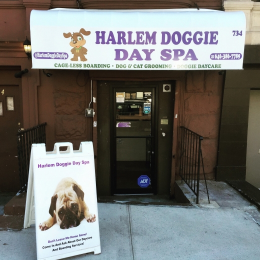 Harlem Doggie Day Spa in New York City, New York, United States - #4 Photo of Point of interest, Establishment