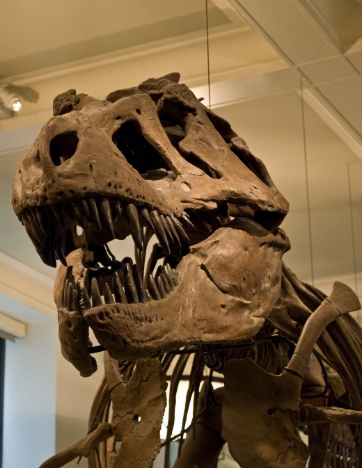 Photo by Mike V. for Research Library: American Museum of Natural History