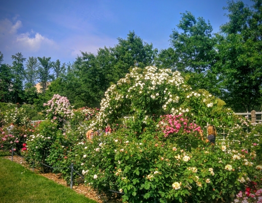 Cranford Rose Garden in Brooklyn City, New York, United States - #3 Photo of Point of interest, Establishment, Park