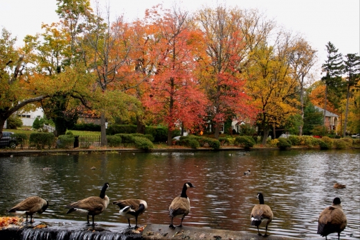 Baxter Pond Park in Port Washington City, New York, United States - #1 Photo of Point of interest, Establishment, Park
