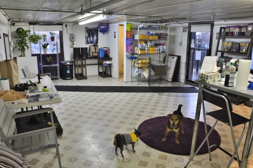 Sugar Mutts Rescue Dog Daycare / Boarding in Brooklyn City, New York, United States - #2 Photo of Point of interest, Establishment, Store
