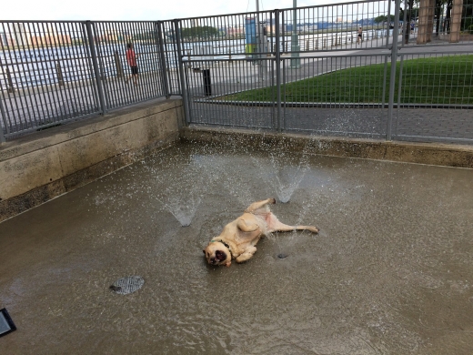 Leroy Street Dog Run in New York City, New York, United States - #4 Photo of Point of interest, Establishment, Park