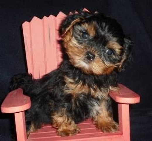 Shorkie Puppies in Newark City, New Jersey, United States - #4 Photo of Point of interest, Establishment