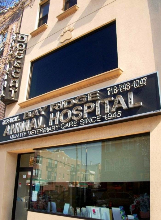 Bay Ridge Animal Hospital in Kings County City, New York, United States - #1 Photo of Point of interest, Establishment, Veterinary care