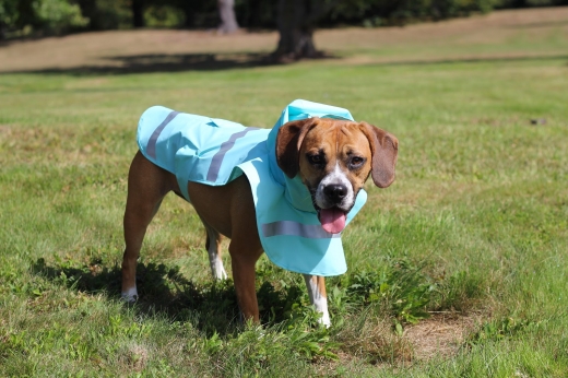 Photo by <br />
<b>Notice</b>:  Undefined index: user in <b>/home/www/activeuser/data/www/vaplace.com/core/views/default/photos.php</b> on line <b>128</b><br />
. Picture for Doggie Rain Jacket in Garden City, New York, United States - Point of interest, Establishment