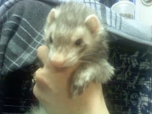 Photo by <br />
<b>Notice</b>:  Undefined index: user in <b>/home/www/activeuser/data/www/vaplace.com/core/views/default/photos.php</b> on line <b>128</b><br />
. Picture for Hudson Valley Ferret Rescue in North Arlington City, New Jersey, United States - Point of interest, Establishment, Fire station