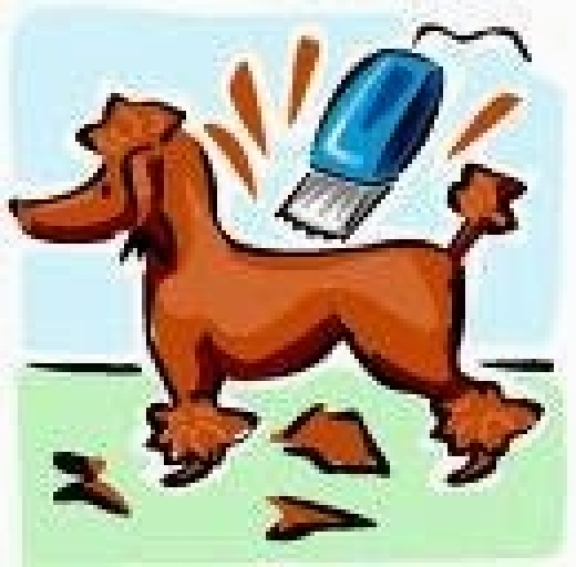 Splish Splash Dog Daycare in Englewood City, New Jersey, United States - #2 Photo of Point of interest, Establishment