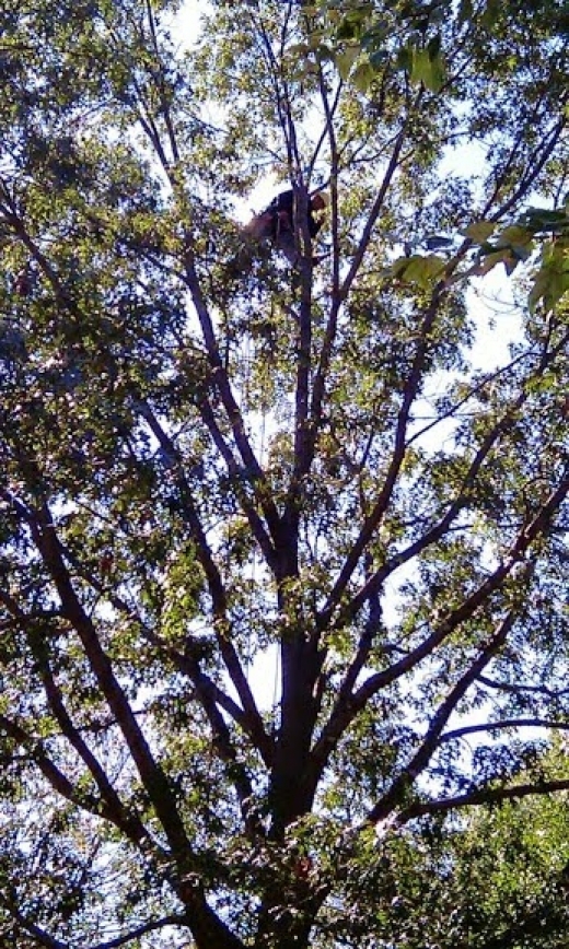 Photo by <br />
<b>Notice</b>:  Undefined index: user in <b>/home/www/activeuser/data/www/vaplace.com/core/views/default/photos.php</b> on line <b>128</b><br />
. Picture for Juan Concha Arborist Service in New Rochelle City, New York, United States - Point of interest, Establishment, General contractor