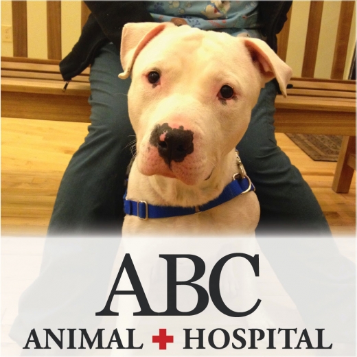 ABC Animal Hospital in New York City, New York, United States - #1 Photo of Point of interest, Establishment, Veterinary care