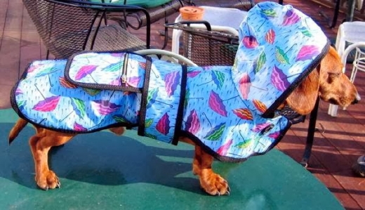 Photo by <br />
<b>Notice</b>:  Undefined index: user in <b>/home/www/activeuser/data/www/vaplace.com/core/views/default/photos.php</b> on line <b>128</b><br />
. Picture for Wraprascal Dog Coats in Staten Island City, New York, United States - Point of interest, Establishment, Store, Pet store