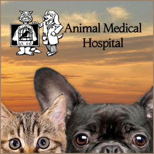 Animal Medical Hospital in Hempstead City, New York, United States - #4 Photo of Point of interest, Establishment, Veterinary care