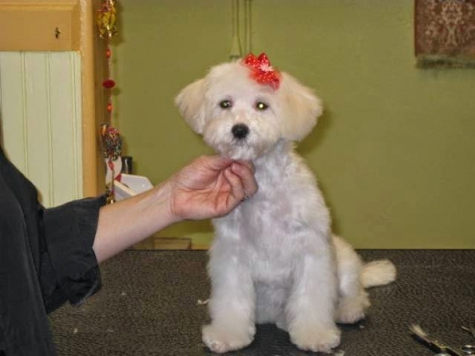Photo by <br />
<b>Notice</b>:  Undefined index: user in <b>/home/www/activeuser/data/www/vaplace.com/core/views/default/photos.php</b> on line <b>128</b><br />
. Picture for Just 4 Paws Pet Spa in Lyndhurst City, New Jersey, United States - Point of interest, Establishment, Store, Pet store
