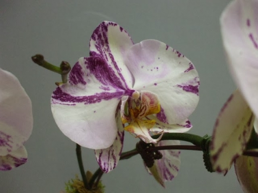 Photo by <br />
<b>Notice</b>:  Undefined index: user in <b>/home/www/activeuser/data/www/vaplace.com/core/views/default/photos.php</b> on line <b>128</b><br />
. Picture for Les Orchides. in West New York City, New Jersey, United States - Point of interest, Establishment, Store, Florist