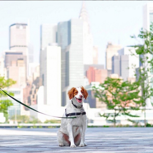 GIMME PAW Dog Walking Service Manhattan Upper West Side Dog Walker Dog Walking in New York City, New York, United States - #4 Photo of Point of interest, Establishment