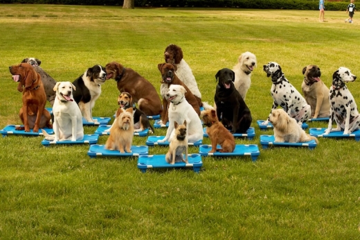Generation Pets Dog Training in West Orange City, New Jersey, United States - #3 Photo of Point of interest, Establishment
