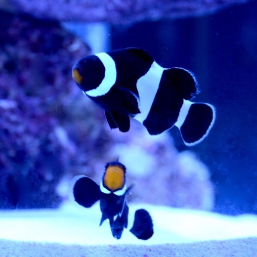 Photo by Reef Bar Aquarium Services for Reef Bar Aquarium Services