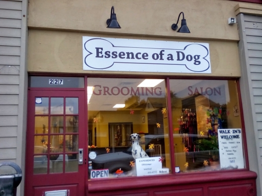 Essence Of A Dog in Westbury City, New York, United States - #3 Photo of Point of interest, Establishment