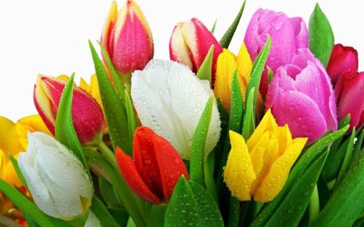 Photo by <br />
<b>Notice</b>:  Undefined index: user in <b>/home/www/activeuser/data/www/vaplace.com/core/views/default/photos.php</b> on line <b>128</b><br />
. Picture for Emil Yedowitz Florist in Yonkers City, New York, United States - Point of interest, Establishment, Store, Florist