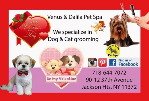 Photo by <br />
<b>Notice</b>:  Undefined index: user in <b>/home/www/activeuser/data/www/vaplace.com/core/views/default/photos.php</b> on line <b>128</b><br />
. Picture for Venus & Dalila Pet Spa/ Dog Grooming in Queens City, New York, United States - Point of interest, Establishment, Store, Veterinary care