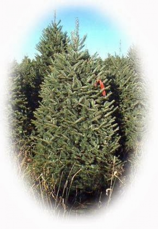 Crete Plantations Seasonal Christmas tree lot in Pompton Plains City, New Jersey, United States - #2 Photo of Food, Point of interest, Establishment, Store
