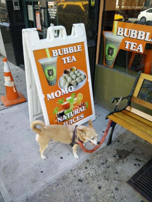 Big Bear Bubble Tea in Queens City, New York, United States - #4 Photo of Food, Point of interest, Establishment, Cafe