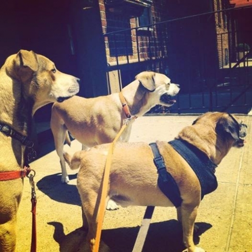 Bark Ave Dog Walkers, LLC in New York City, New York, United States - #4 Photo of Point of interest, Establishment