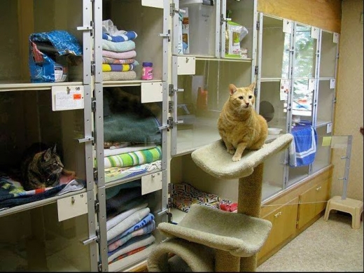 Cat Hospital in Williston Park City, New York, United States - #4 Photo of Point of interest, Establishment, Veterinary care