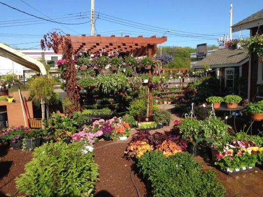 Grapevine Garden & Floral in Staten Island City, New York, United States - #1 Photo of Point of interest, Establishment, Store, Florist