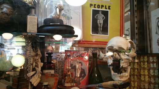 Obscura Antiques & Oddities in New York City, New York, United States - #3 Photo of Point of interest, Establishment, Store