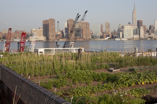Eagle Street Rooftop Farm in Brooklyn City, New York, United States - #3 Photo of Food, Point of interest, Establishment