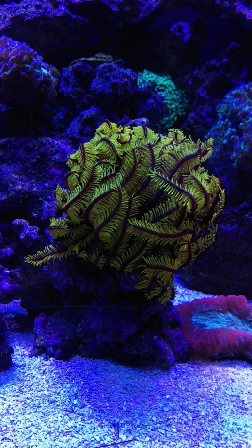 Photo by <br />
<b>Notice</b>:  Undefined index: user in <b>/home/www/activeuser/data/www/vaplace.com/core/views/default/photos.php</b> on line <b>128</b><br />
. Picture for AquaStudio Reef Exotics New York/New Jersey Metro in Short Hills City, New Jersey, United States - Point of interest, Establishment, Store, Pet store