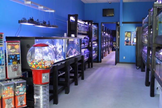 Pets Aquatic in New Hyde Park City, New York, United States - #1 Photo of Point of interest, Establishment, Store, Pet store