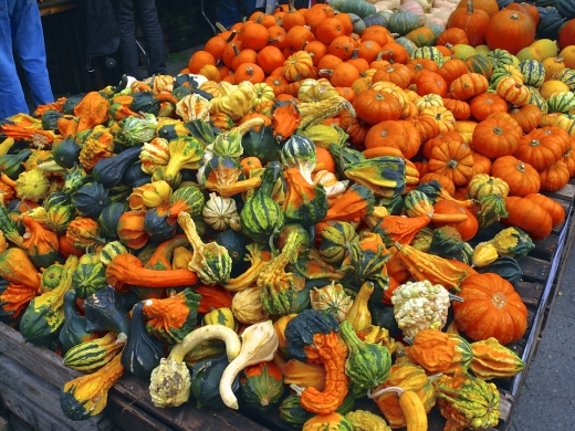 Union Square Greenmarket in New York City, New York, United States - #4 Photo of Food, Point of interest, Establishment