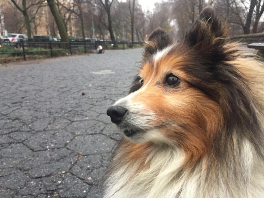 Swifto- GPS tracked Dog Walking in New York City, New York, United States - #2 Photo of Point of interest, Establishment