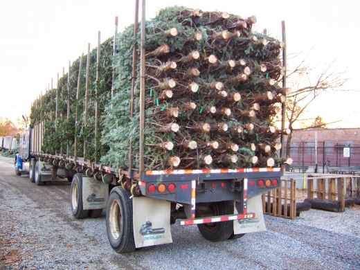 Photo by John Nuzzi for J.G. Brands Christmas Tree Sales, Inc.