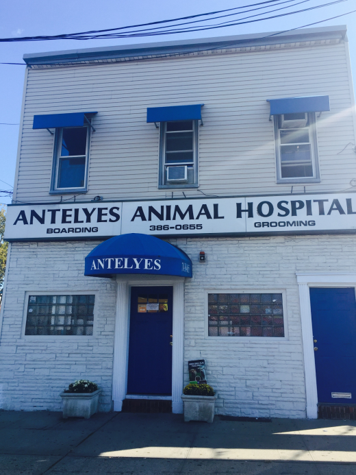 Antelyes Animal Hospital in Flushing City, New York, United States - #1 Photo of Point of interest, Establishment, Veterinary care