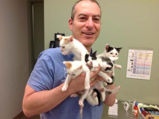 Photo by <br />
<b>Notice</b>:  Undefined index: user in <b>/home/www/activeuser/data/www/vaplace.com/core/views/default/photos.php</b> on line <b>128</b><br />
. Picture for Manhattan Cat Specialists in New York City, New York, United States - Point of interest, Establishment, Veterinary care