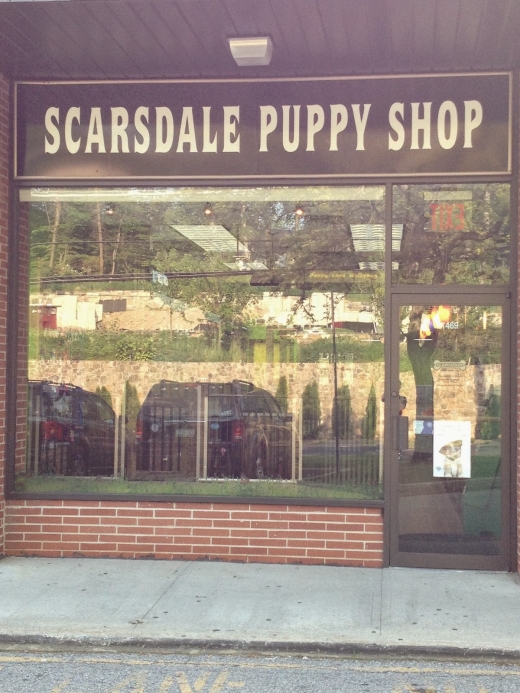 Photo by Cuba Petron for Scarsdale Puppy Shop